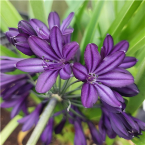 Agapanthus 'Royal Velvet'